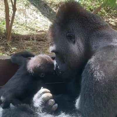 Momotaro, the Silverback Gorilla and his baby son