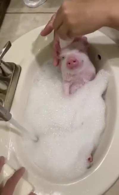 Piglet enjoys foam bath