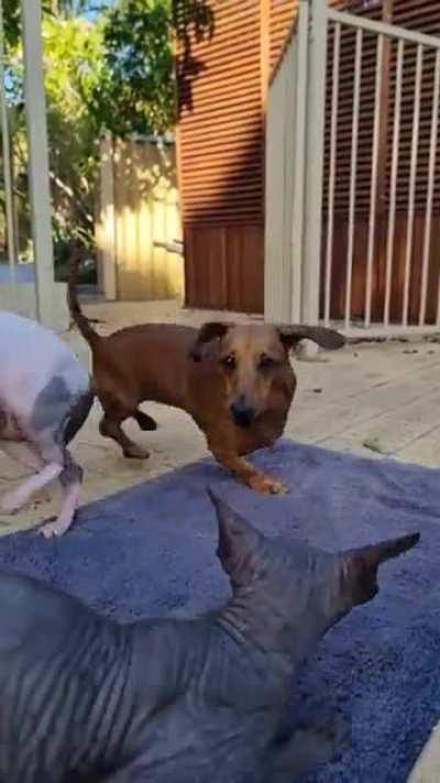 3 legged sausage dog breaks fight between two sphyn cats