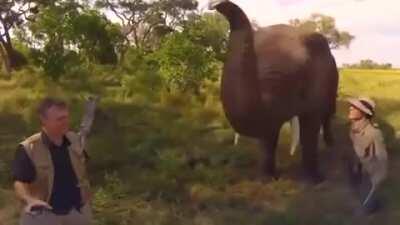 An elephant playfully stealing and then returning a wildlife photographer's hat