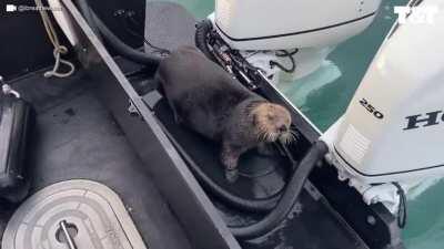 Otta jumps onto boat to escape orca with seconds to spare