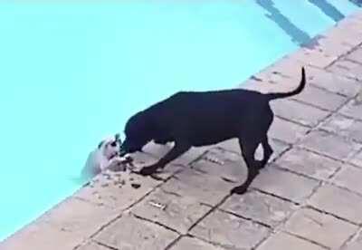 This good boy deserves a medal.. He even trying not to hurt his little friend