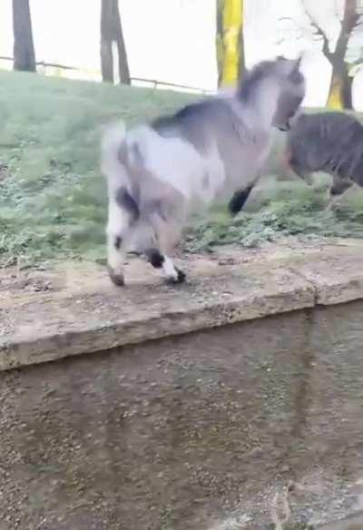 Baby goat stands up to house cat