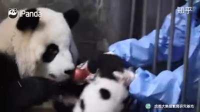 This is how baby pandas are taken from their mamas