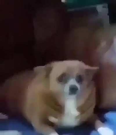 Malu Dog Video - ðŸ”¥ Malu Trevejo Getting Pussy Eaten By Dog Videos 2023 ðŸ”¥ || [dd] redd.tube
