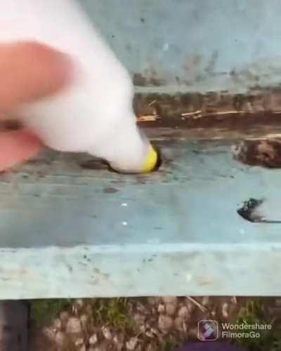 Making milk for little goats