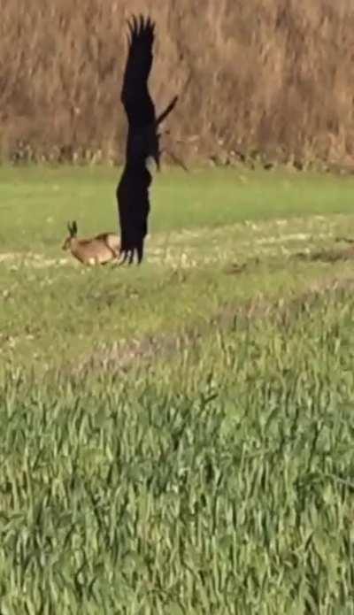 Hare dodges attack from an Eagle 