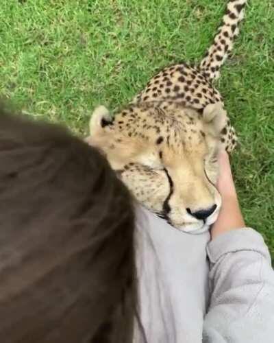 Duke enjoying a relaxing ear massage