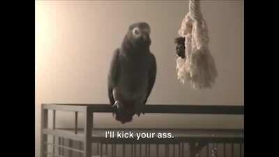 Cursing Parrots