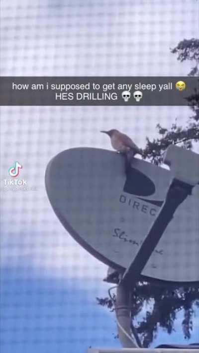 The audacity of this bird…