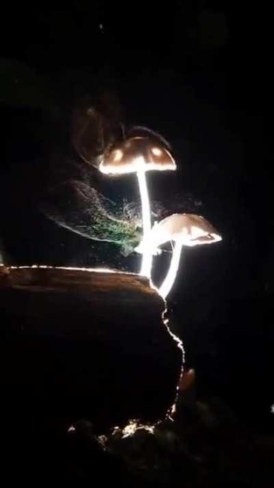 Amazing ! Mushrooms releasing spores into the wind