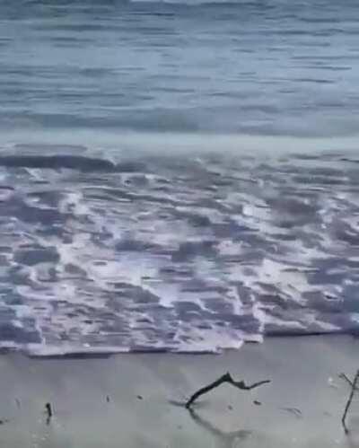 Duck vs wave