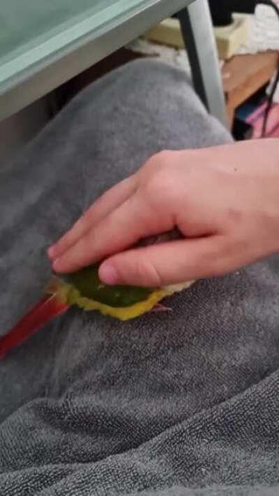 my parrot love to cuddle his name is mango