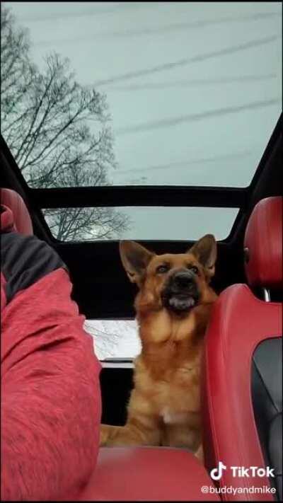 I wish anyone would listen to me the way this dog listens