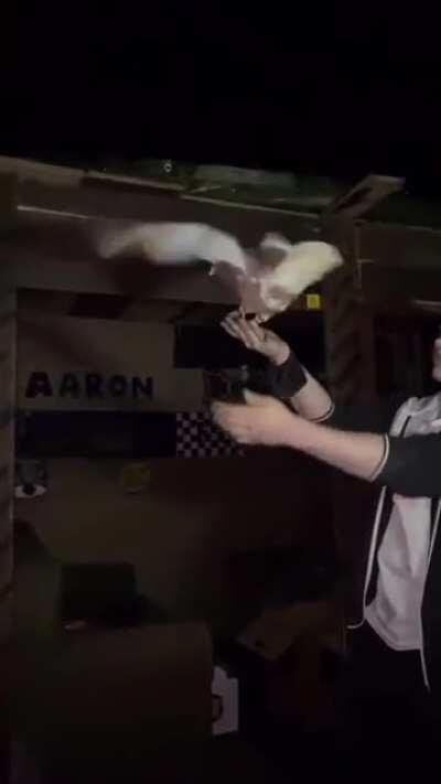 Pigeon tiktok