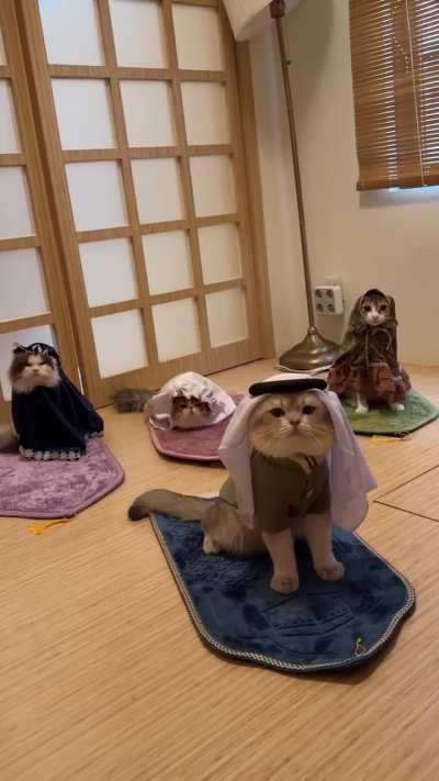 CatsAreMuslim