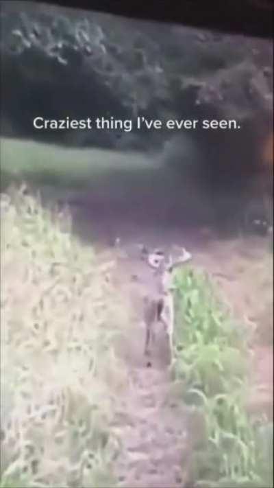 What The Deer Doin?