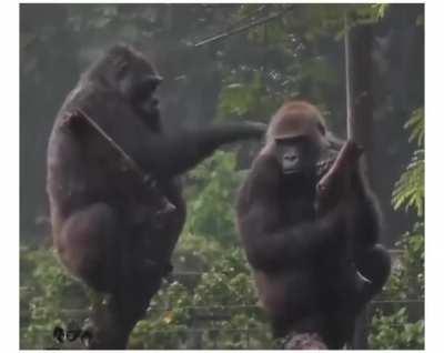 🔥 Family drama between gorillas 🦍 