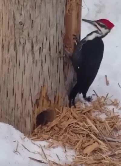 Pileated Woodpecker attacking a light pole