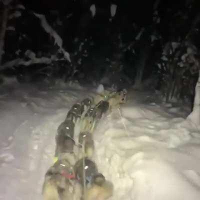 Sled dogs in Alaska going on an evening journey.