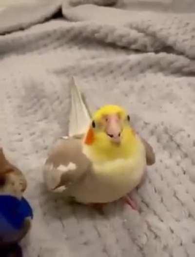 A beatboxing bird. That's it, that's the video. Source will be in the comments