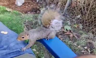 My backyard squirrel bro. 