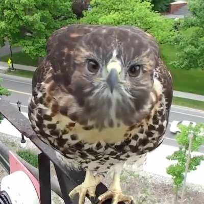 Young Red-tailed hawk checking out a birdcam.