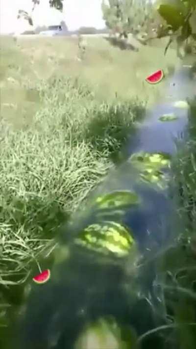 a watermelon river