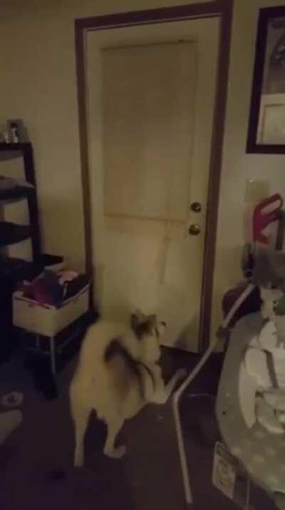 The way this dog greets his owner when he gets home