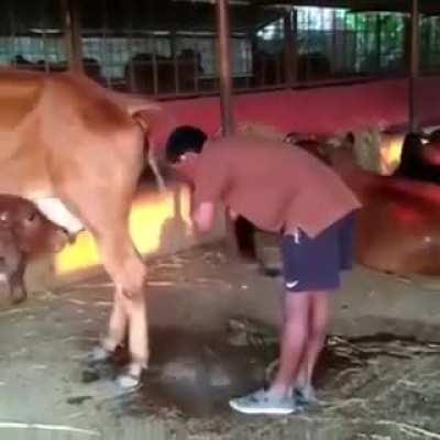 Man washing his face with cow piss