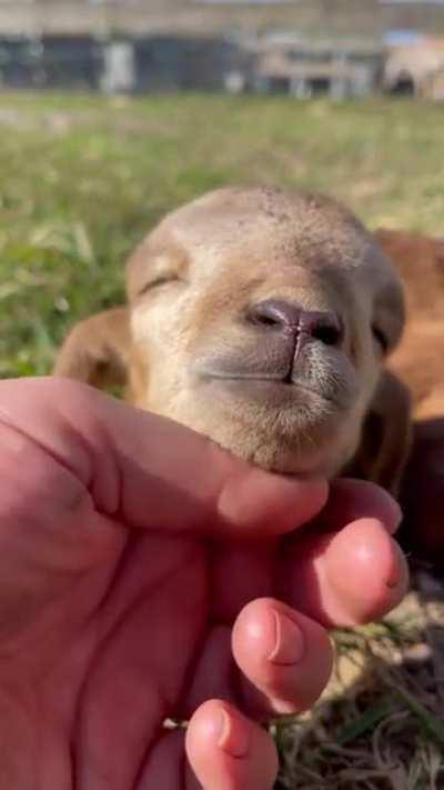 Cute baby lamb 🐑😍