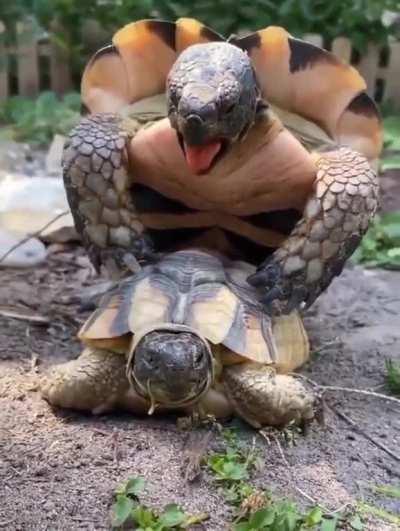 turtle moan during sex