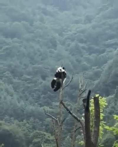 Panda on top of a tree