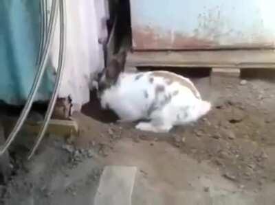 🔥 This rabbit saving a cat who couldn’t find its way out