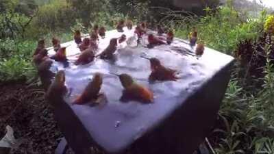 Hummingbird Pool Party