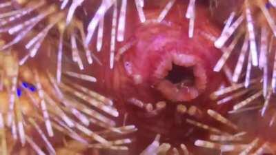 Ever seen a sea urchin snap its jaws?! Complete with 5 sharp teeth!