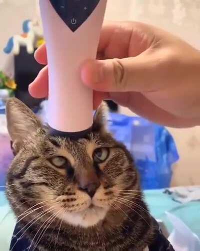 Cat getting a head massage!