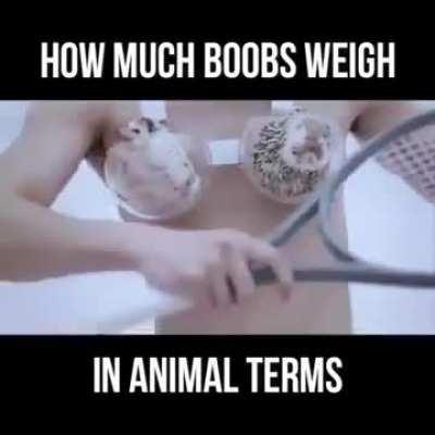 How much do boobs weigh?  