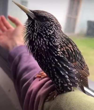 Sounds of an European Starling