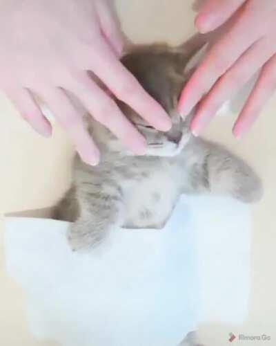 Kitten spa massage