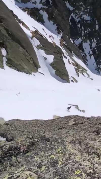 🔥 Goat sprinting down a mountain