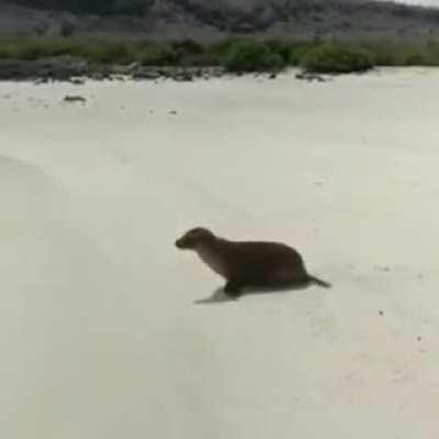 🔥 Sea Lion is just too lazy to care.