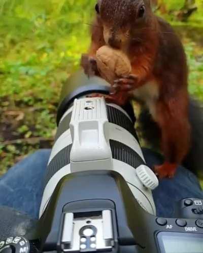 Slow motion capture of a squirrel taking a walnut