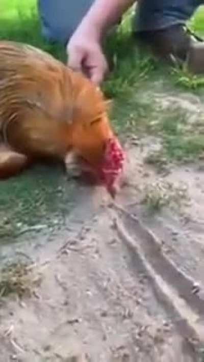 Hypnotizing a rooster