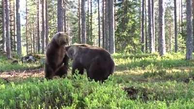 Best Bear fight ever. The cameraman was safe since he was inside a circle.