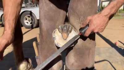 Horse Hoof Cleaning/Re-Shoe