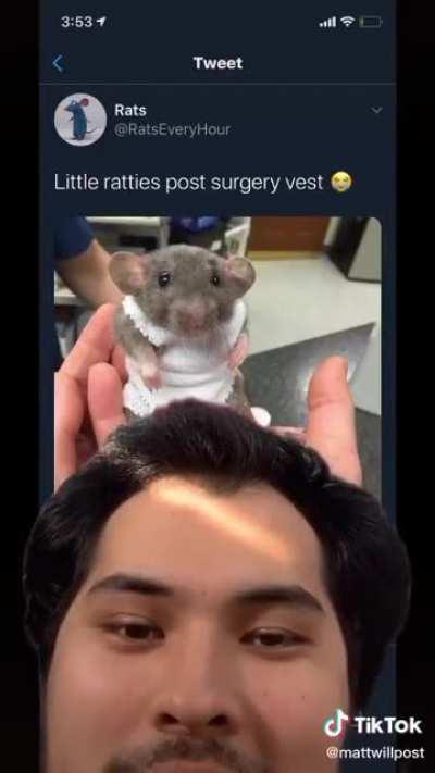 I love surgery rat