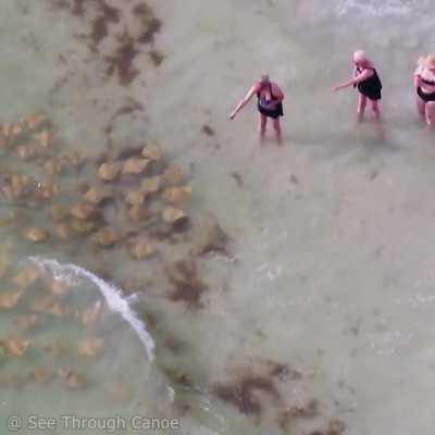 🔥 Three very animated women pointing at a migrating fever of rays at the beach in Florida