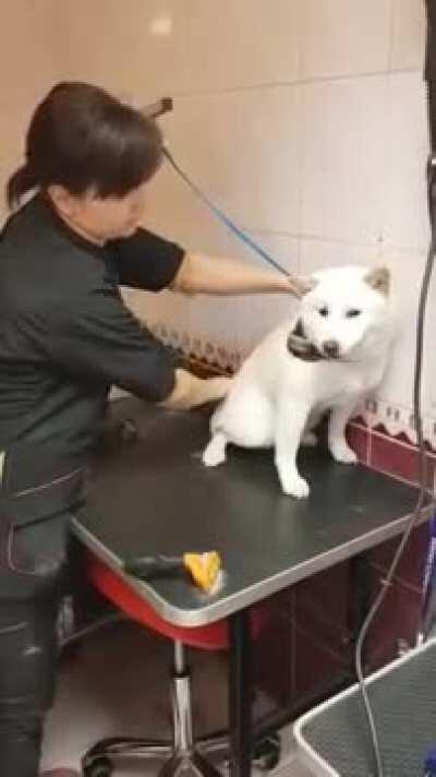 How this talented groomer establishes trust with a shiba in under a minute