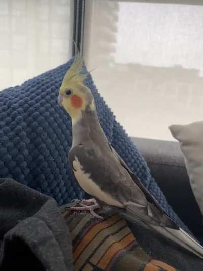 Birb to giraffe